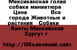 Мексиканская голая собака миниатюра › Цена ­ 53 000 - Все города Животные и растения » Собаки   . Ханты-Мансийский,Сургут г.